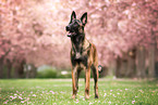 Malinois