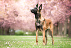 Malinois