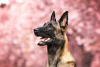 Malinois