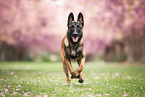 Malinois
