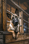 Malinois