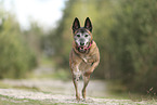 old Malinois