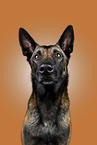 Malinois