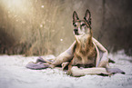 Malinois