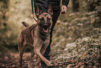 Malinois