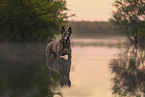 Malinois