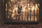 Malinois