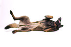 Malinois