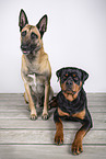 Malinois and Rottweiler
