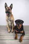 Malinois and Rottweiler