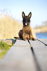 Malinois
