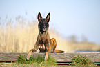 Malinois