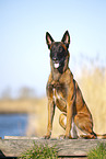 Malinois