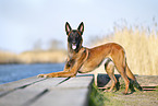 Malinois