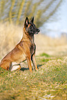 Malinois