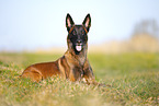 Malinois