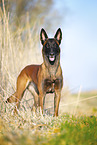 Malinois
