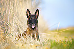 Malinois