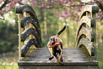 Malinois