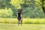 Malinois