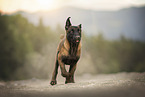 Malinois puppy