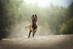 Malinois puppy