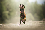 Malinois puppy