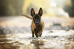 Malinois puppy