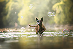 Malinois puppy
