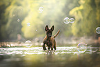 Malinois puppy