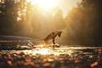 Malinois puppy