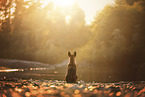 Malinois puppy