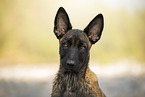 Malinois puppy