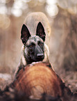 Malinois