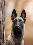 Malinois