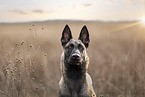Malinois