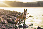 Malinois
