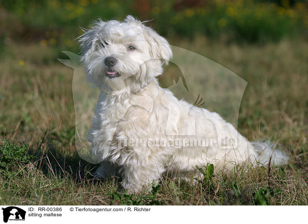 sitzender Malteser / sitting maltese / RR-00386