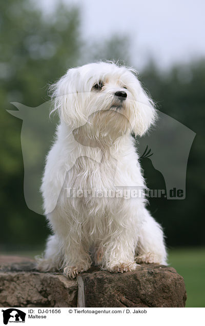 Maltese / DJ-01656