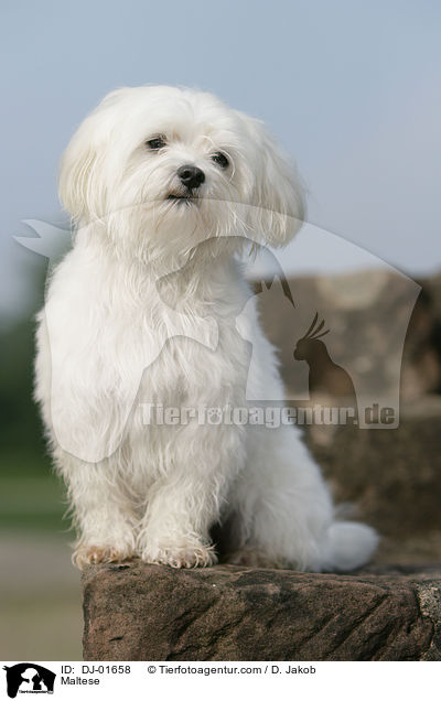 Maltese / DJ-01658