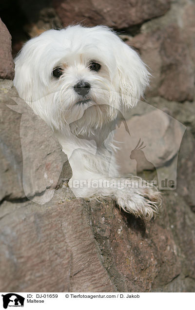 Maltese / DJ-01659