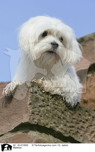 Maltese / DJ-01660