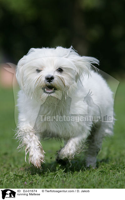 running Maltese / DJ-01674