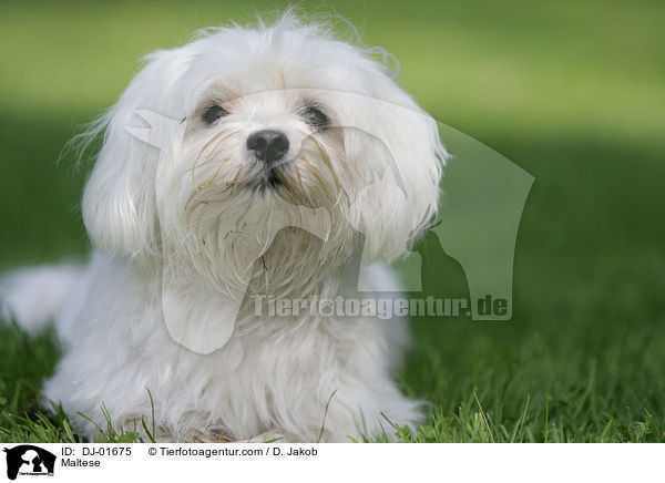 Maltese / DJ-01675
