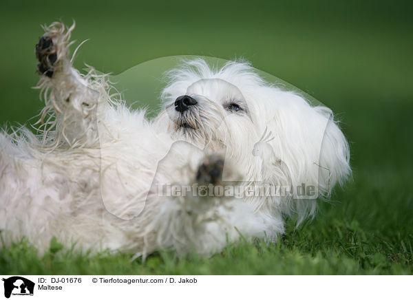 Maltese / DJ-01676
