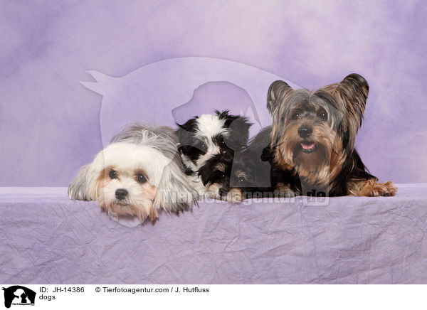 Hunde / dogs / JH-14386