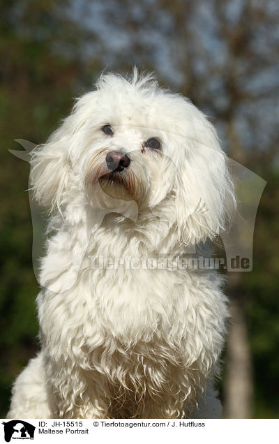 Maltese Portrait / JH-15515