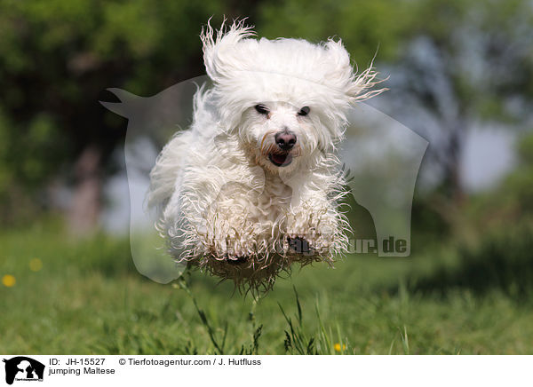 jumping Maltese / JH-15527