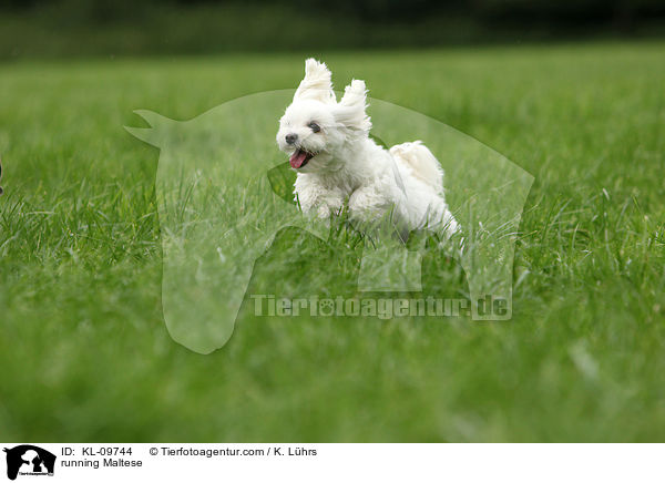 rennender Malteser / running Maltese / KL-09744