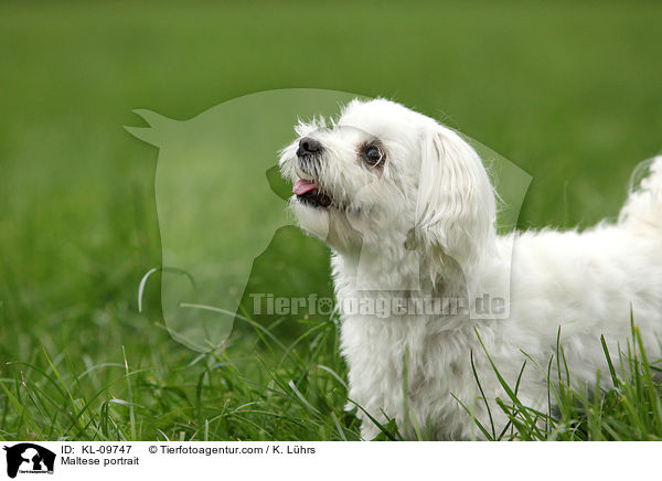 Maltese portrait / KL-09747